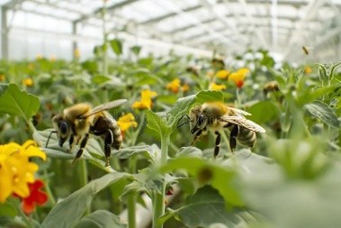 Biological crop protection